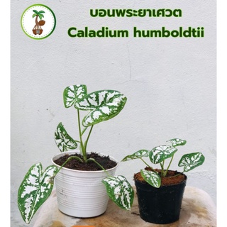 บอนสีบอนพระยาเศวต Caladium humboldtii พญาเศวต ใบรูปหัวใจ  ใบบางสีเขียว แต้มสีขาว ใบด่าง อ่านรายละเอียดก่อนสั่งซื้อ