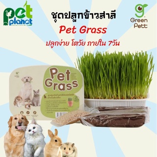 สินค้า หญ้าแมว  Pet Grass ชุดปลุกข้าวสาลี ออแกนิค เกรดพรีเมี่ยม สำหรับแมว ข้าวสาลีแมว ต้นหญ้าสำหรับ แมว สุนัข หมา หนู กระต่าย