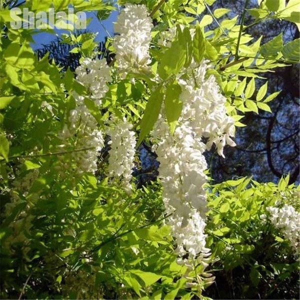 cs-wisteria-sinensis-seeds-wisteria-flowers-purple-violacea-plena-vine-seeds-garden-50-เมล็ด-ไม่ใช่พืชที่มีชีวิต