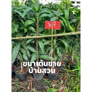 ต้นมะม่วง พันธุ์ไซซี ต้นขนาด 1.3-1.5 เมตร