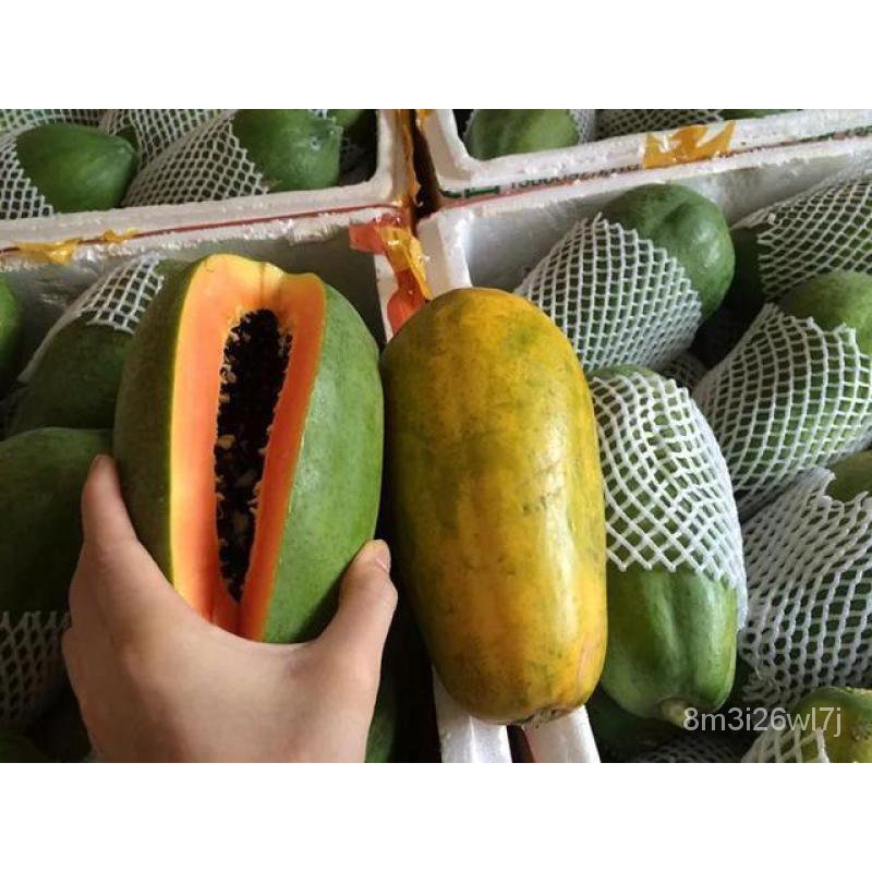 เมล็ดพันธุ์-ถูก-คละ-เมล็ดพันธุ์-มะละกอ-papaya-seeds-ต้นพันธุ์ผลไม้-เมล็ดบอนไซ-พันธุ์ไม้ผล-แต่ละแพ็คมี-10-เมล็ด-seeds