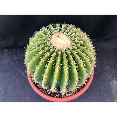 ถังทองหนามสั้น-echinocactus-grusonii-v-intermedius-5-seeds