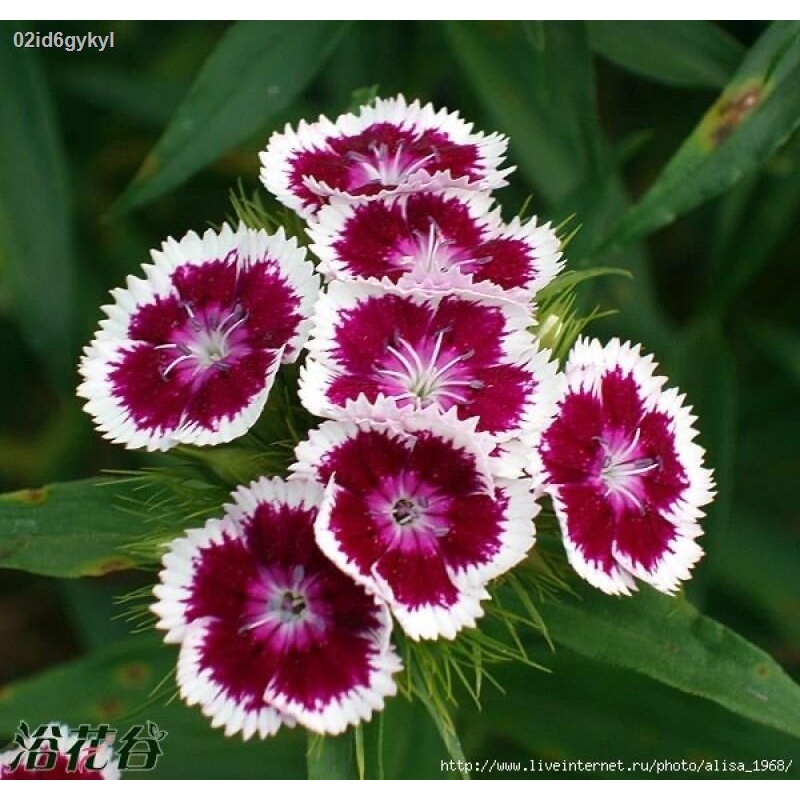 เมล็ดบอนสีแท้-บอนสี-200เมล็ด-dianthus-flower-seed-เมล็ดพันธุ์-ดอกผีเสื้อ-บอนสีแปลกๆ-ต้นบอนสี-ต้นบอนสีแปลกๆ-บอนสีนางไหม-บ