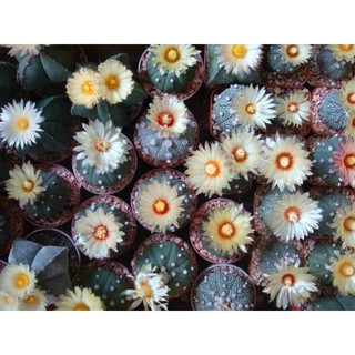 เมล็ดพันธุ์ astrophytum แอสโตร mix astro seed 100 เมล็ด กระบองเพชร แคคตัส Cactus