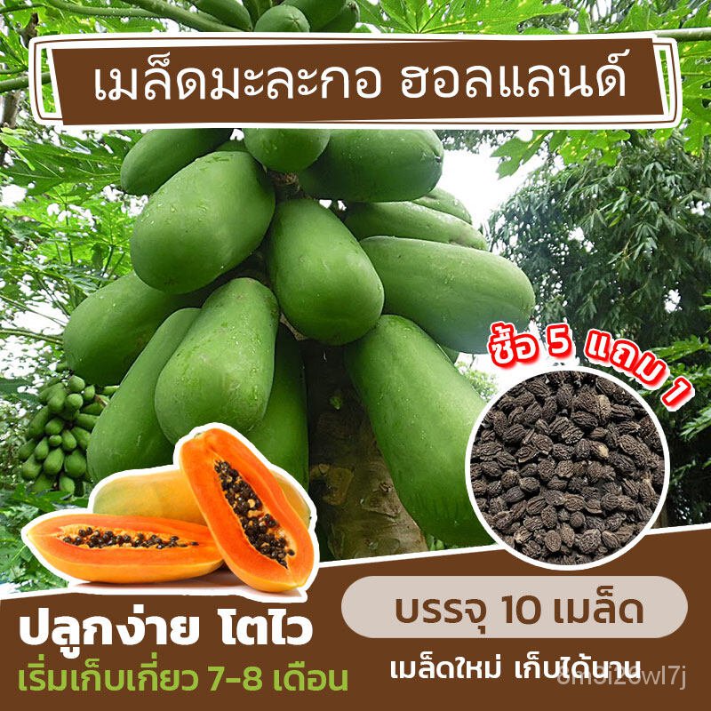 เมล็ดพันธุ์-ถูก-คละ-เมล็ดพันธุ์-มะละกอฮอลแลนด์-แบ่งขาย-10-เมล็ด-ซื้อ-5-แถม-1-rzi3