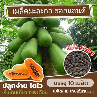 （เมล็ดพันธุ์ ถูก คละ）เมล็ดพันธุ์ มะละกอฮอลแลนด์ แบ่งขาย 10 เมล็ด (ซื้อ 5 แถม 1) RZI3