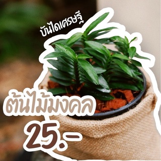 🌲ไม้มงคล🌲บันไดเศรษฐีกระถาง4"