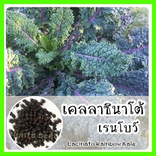 พร้อมส่ง  รหัส เมล็ดพันธุ์แท้ OP แท้   เคลลาซินาโต้เรนโบว์ - Lacinato Rainbow Kale เมล็ดผั50 เมล็ด (ไม่ใช่พืชที่มีชีวิต)