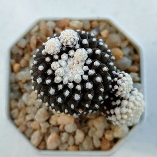 Cake Cactus Farm กระบองเพชร Copiapoa tenuissima monstrose โคเปียโป มอนส์โทรส