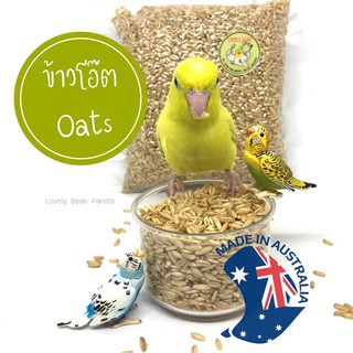 ภาพหน้าปกสินค้าข้าวโอ๊ต Oat ข้าวโอ๊ตออสเตรเลีย ธัญพืชสำหรับนกแก้ว อาหารนก ที่เกี่ยวข้อง