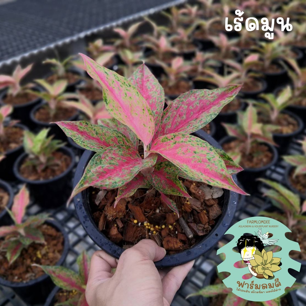 อโกลนีมา-เรดมูน-เร้ดมูน-aglaonema-red-moon-5-7ใบ-กระถาง-5