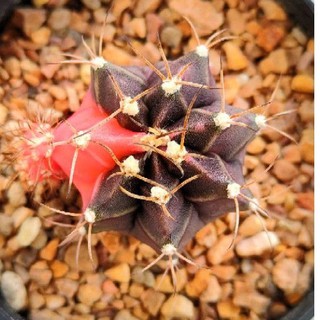 Cake Cactus Farm กระบองเพชร Gymnocalycium mihanovichii  crystal jelly  ยิมโนด่าง คริสตัลเจลลี่ โคลนเพชรแต้มสี