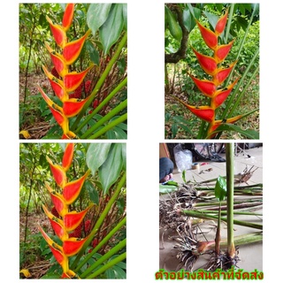 (1หน่อ)(ขาย ต้นพันธุ์) ดอก ต้น หัว เหง้า หน่อ เฮลิโคเนีย heliconia stricta TAGAMI ไอเทม Nokair