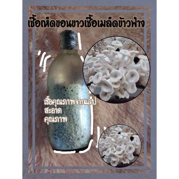 เชื้อเห็ดขอนขาวเชื้อ-เมล็ดข้าวฟ่าง-5-ขวด