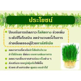 วีทกลาส-wheatglass-ต้นข้าวสาลีอ่อน