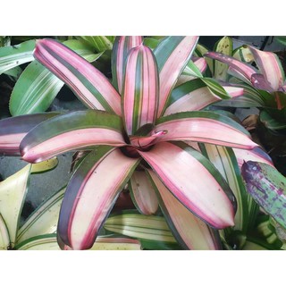 ขายหน่อหรือต้นลูก #สับปะรดสี #Bromeliads #ไม้ประดับ #ไม้มงคล