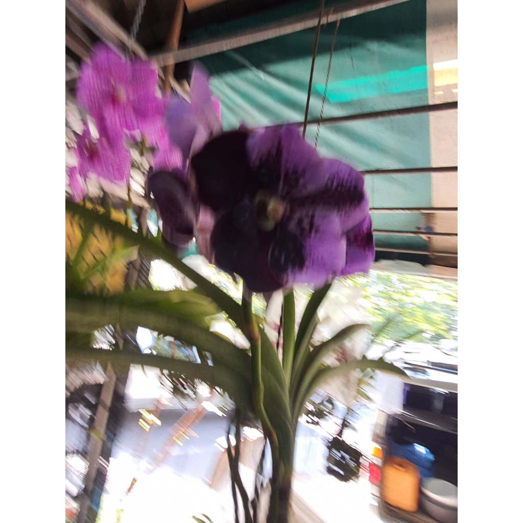 wow-vanda-กล้วยไม้แวนด้า-สีม่วงทูโทน-ออกดอกทั้งปี