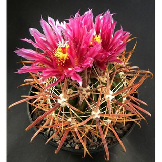 Ferocactus fordii v borealis (10 seeds)