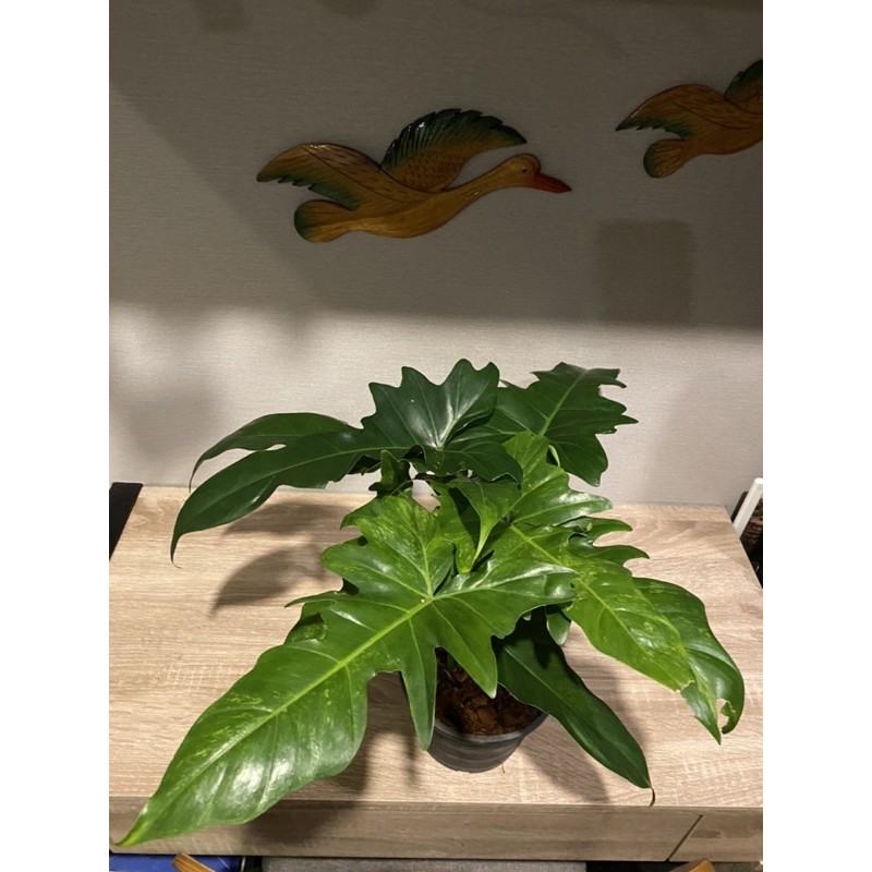 philodendron-golden-dragon