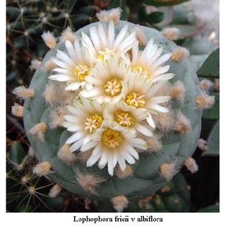 Lophophora fricii v albiflora (5 เมล็ด)