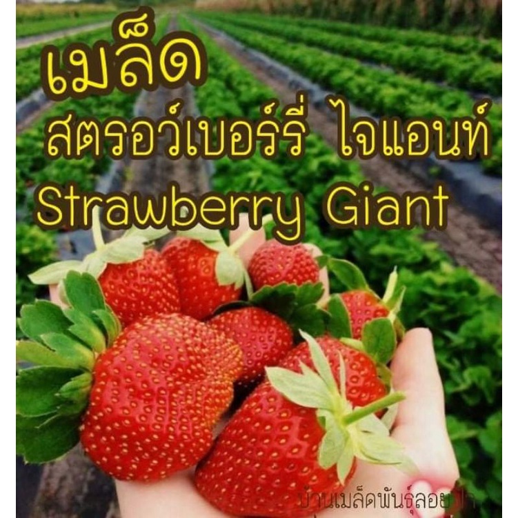 ภาพหน้าปกสินค้าเมล็ดพันธุ์ สตรอว์เบอร์รี่ ไจแอนท์ 10 เมล็ด Strawberry Giant Seeds เมล็ดพันธุ์แท้นำเขข้าจากต่างประเทศ จากร้าน moon_seeds บน Shopee