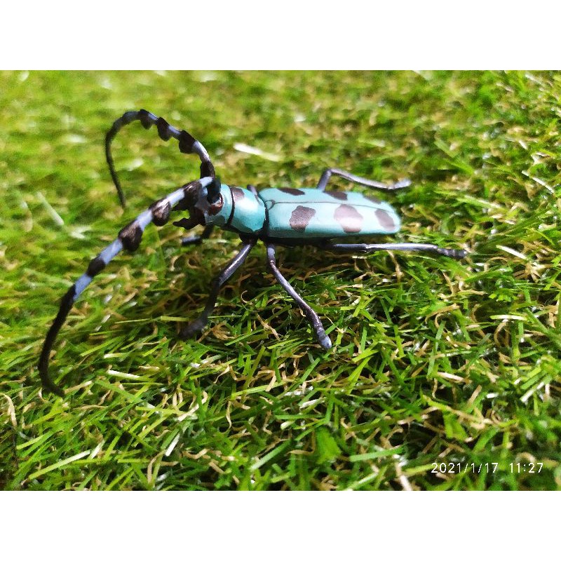 โมเดลแมลงตัวสีฟ้าหนวดยาว