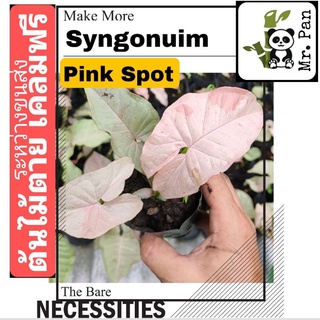 Syngonium Pink Spot เงินไหลมา พิงค์ สปอท เงินไหลมา ชมพูหวาน syngonuim