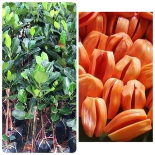 ราคาต้นขนุนแดงสุริยา ทาบกิ่ง เนื้อสีส้มแดงหวานกรอบ ต้นใหญ่ แข็งแรง  ไม้ผล ต้นขนุน ผลไม้