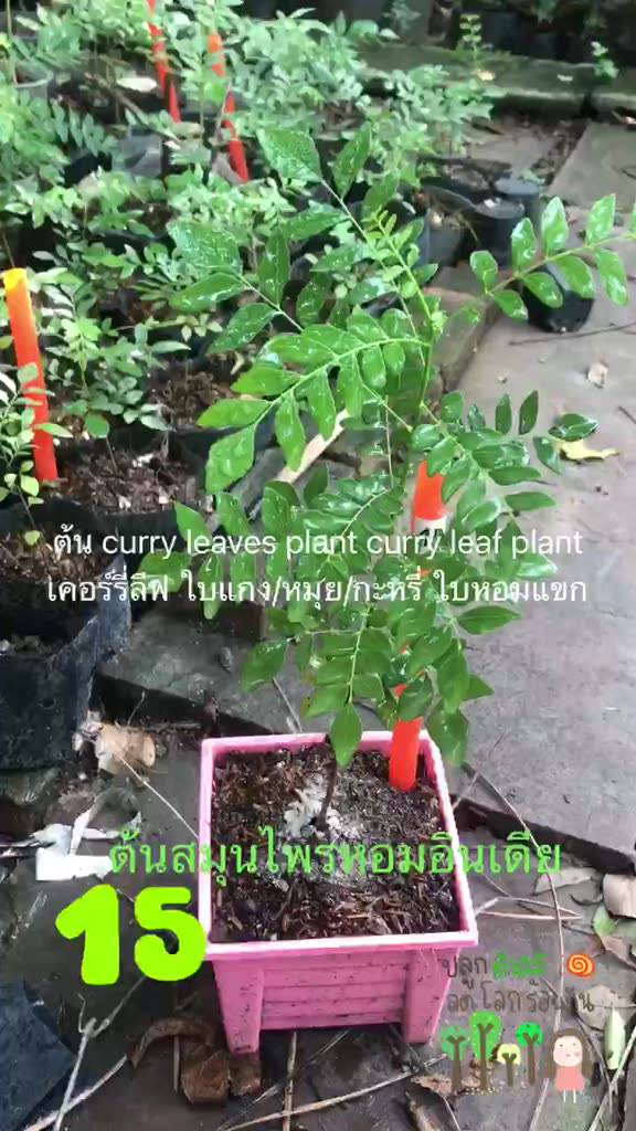 curry-leaf-plantสมุนไพรกินรักษาสุขภาพ