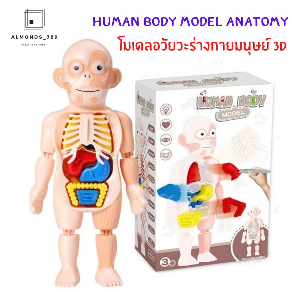 พร้อมส่งจากไทย-โมเดลอวัยวะร่างกายมนุษย์-3d-human-body-model-anatomy-ออกแบบสมจริงเหมาะแก่การเรียนรู้-w603
