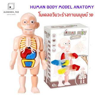 พร้อมส่งจากไทย โมเดลอวัยวะร่างกายมนุษย์ 3D Human Body Model Anatomy  ออกแบบสมจริงเหมาะแก่การเรียนรู้ [W603]