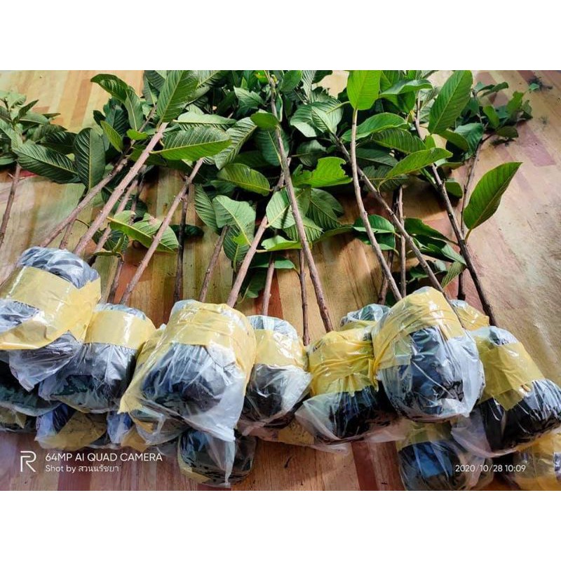 ต้นพันธุ์ฝรั่งสายน้ำผึ้งไต้หวัน-หรือสุ่ยมี-หรือส่วยมี่-ปกติต้นละ-150บาท