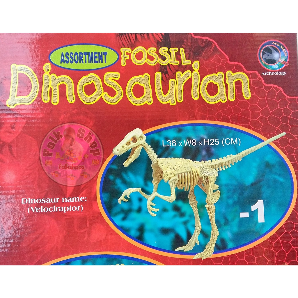 ฟอสซิลไดโนเสาร์-fossil-dinosual