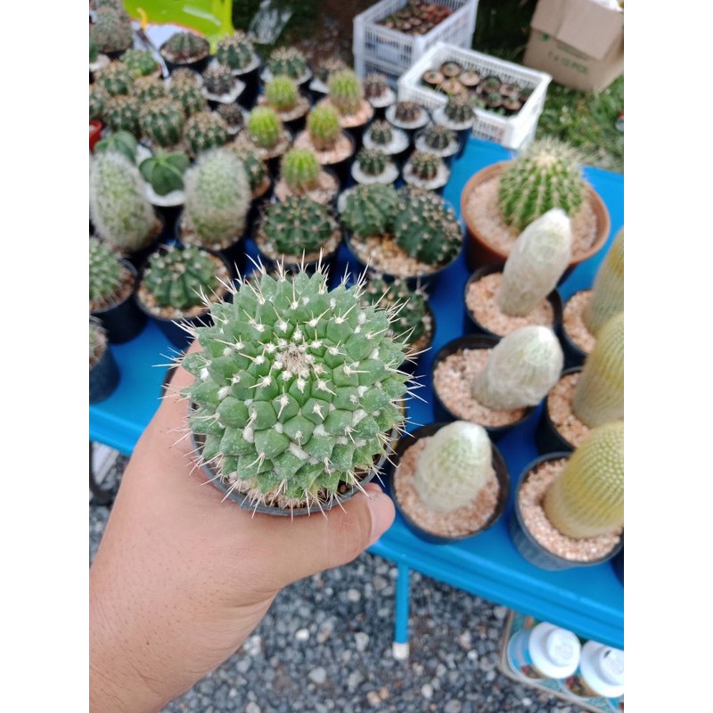 ถูกสุด-cactus-อิรุซามุ-ไม้เมล็ด-กระบองเพชร-แคคตัส