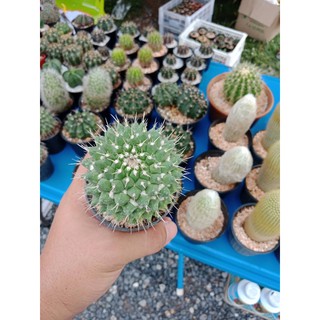 [ถูกสุด] Cactus อิรุซามุ ไม้เมล็ด กระบองเพชร แคคตัส