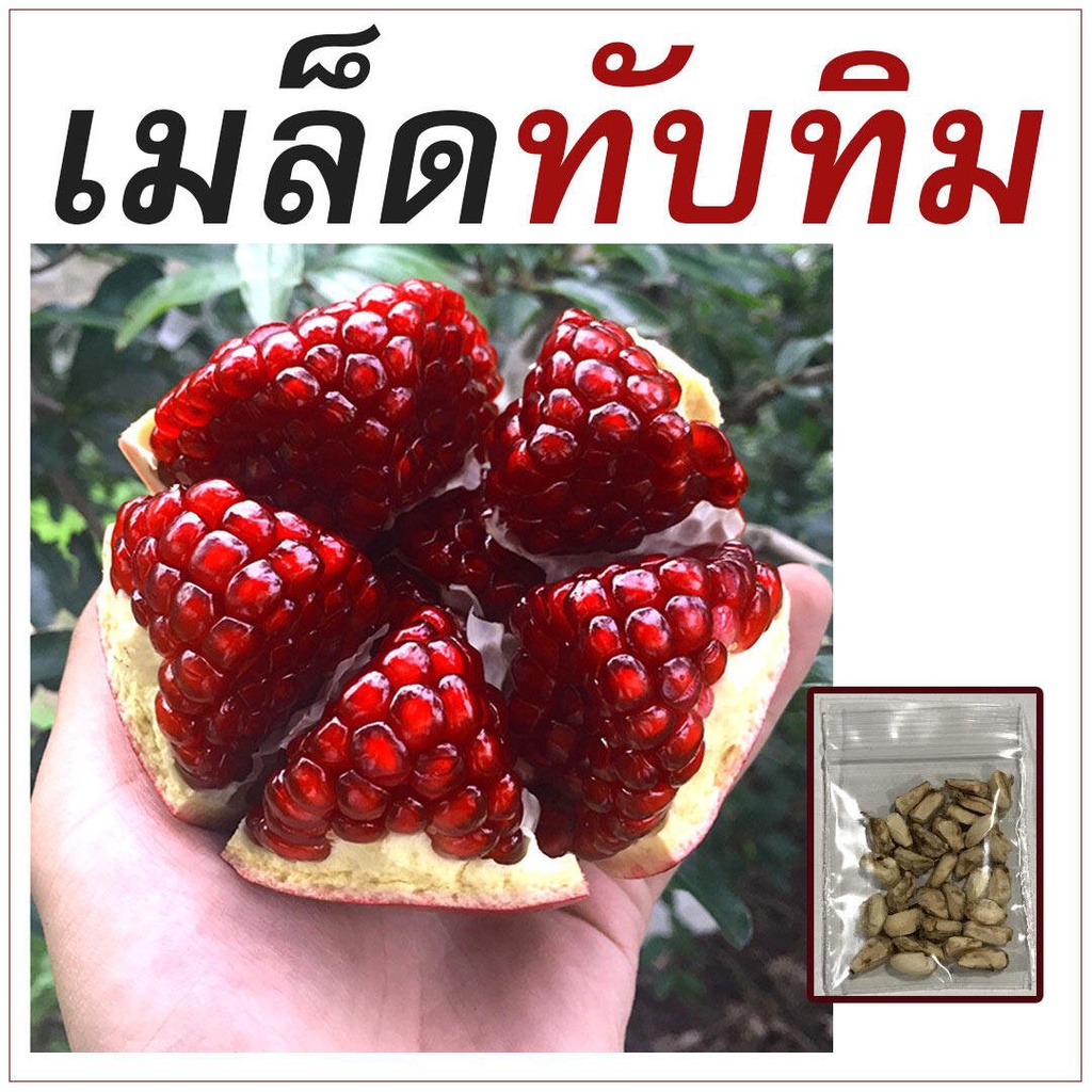 อินทรีย์-ต้น-ดอก-เมล็ดทับทิม-30เมล็ด-ไม้มงคล-เมล็ดพันธุ์ทับทิม-เมล็ดต้นทับทิม-dwpw