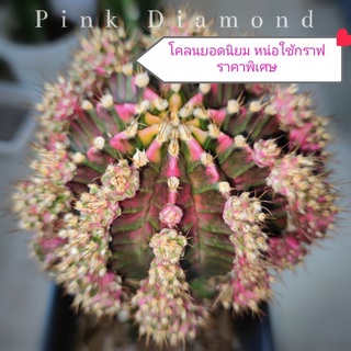 แคคตัสPink Diamond💥โคลนยอดนิยม💥ลักษณะสินค้า หน่อเด็ดสด ขนาดใช้กราฟ และขนาดใช้ชำ