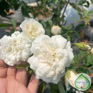 Flower Garden F476 กุหลาบ เลื้อยดอกสีขาว พรอสเพอริตี้ ดอกหอม ขนาดถุงใหญ่