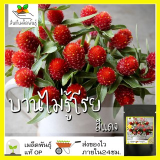 เมล็ดพันธุ์ ดอกบานไม่รู้โรย สีแดง 40เมล็ด Red Amaranth Flower Seed เมล็ดพันธุ์แท้ นำเ50 เมล็ด (ไม่ใช่พืชที่มีชีวิต)