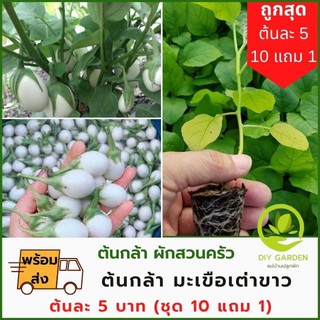 [ชื้อ10แถม1]ต้นกล้าผัก ต้นกล้ามะเขือเต่าขาว ปลูกผัก ผักสวนครัว ต้นกล้า เมล็ดพันธุ์ เมล็ดพันธุ์ผัก เมล็ดผัก พร้อมส่ง