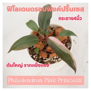 ฟิโลเดนดรอน พิงค์ปริ้นเซส philodendron pink princess กระถาง 4 นิ้ว