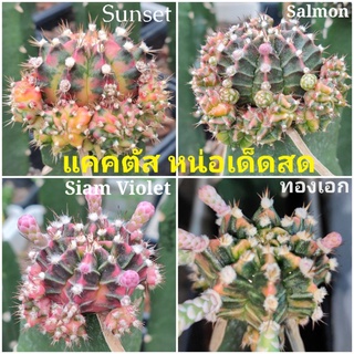 แคคตัสสวยๆหน่อด่างเด็ดสด💥ใช้กราฟ💥⭐Sunset,Salmon,Siam Violet,ทองเอก⭐