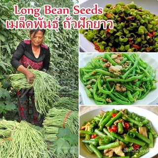 （เมล็ดพันธุ์ ถูก คละ）50ชิ้น/แพ็ค Long Bean Seeds คุณค่าทางโภชนาการที่ดีต่อและสูง เมล็ดพันธุ์ผัก ผักสวนครัว ไม้ประดับ Veg
