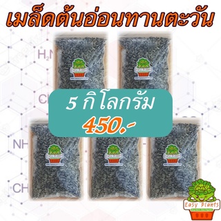 เมล็ดต้นอ่อนทานตะวัน ลายไทย แพ๊ค 5 กก. สำหรับเพาะต้นอ่อน อัตราการงอก 99% น้ำหนักดี งอกเยอะ ขายดี