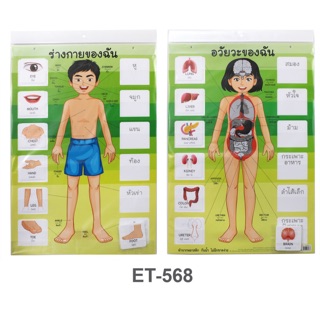 ภาพหน้าปกสินค้าสื่อการสอนร่างกายของฉัน อวัยวะของฉัน ET-568 ที่เกี่ยวข้อง