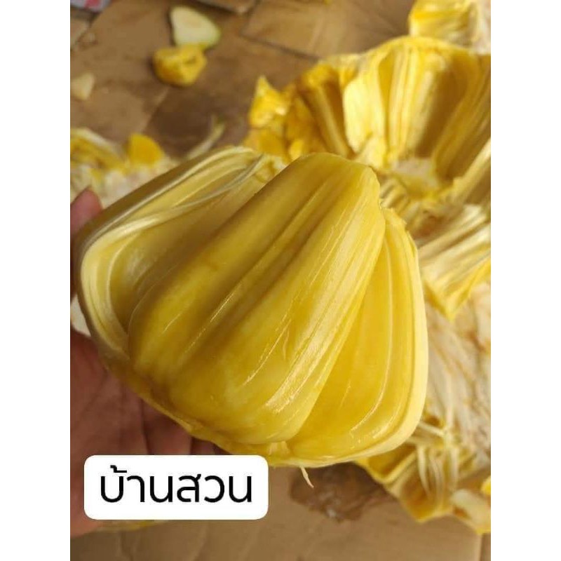 ต้นขนุน-พันธุ์เพชรราชา-ขนุนยวงยักษ์