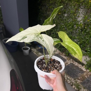 🌱เงินไหลมาด่างขาว🌱syngonium podophyllumvariegeted ด่างมิ้น ด่างขาว