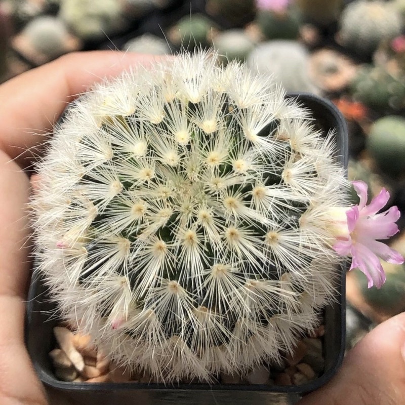 mammillaria-carmenae-hybrid-jp-clone-โคลนนี้ขนสวยเป็นช่อ-ดอกชมพูหวาน-โคลนไม้นำเข้าญี่ปุ่น