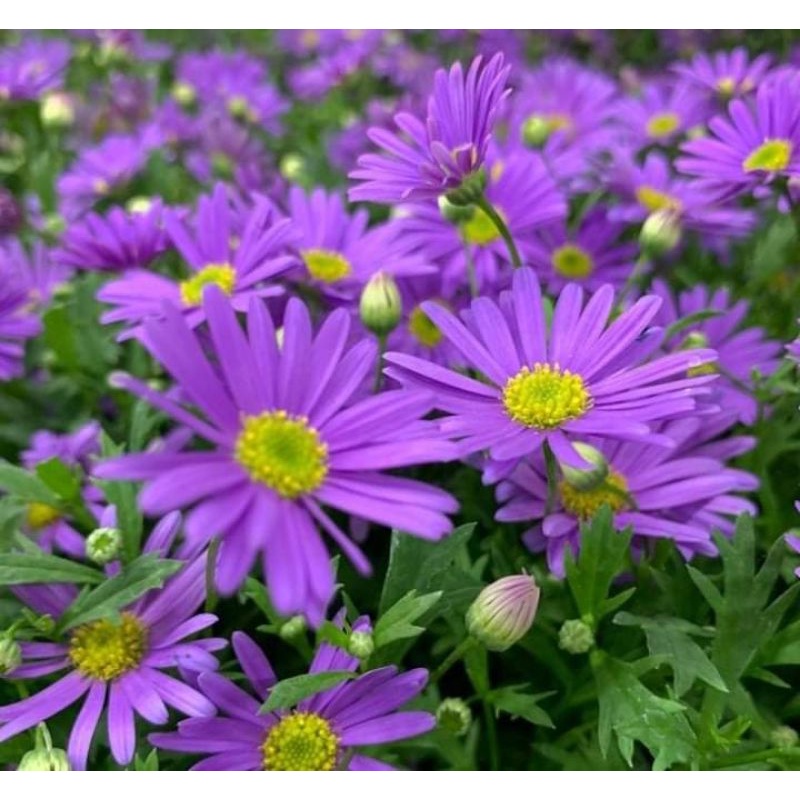 เมล็ดพันธุ์ เดซี่สีม่วง เดซี่สวอนริเวอร์ - Swan river Daisy 10 เมล็ด10 ...
