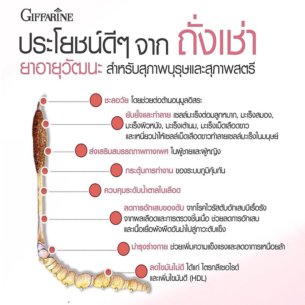 มีโปร-กิฟฟารีน-ถั่งเช่า-อาหารเสริมผู้ชาย-อาหารเสริม-ผู้ชาย-อาหารเสริมท่านชาย-giffarine-cordyceps